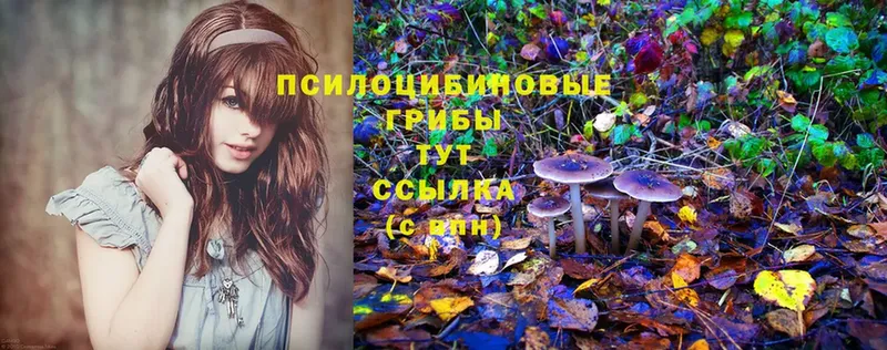 Галлюциногенные грибы Psilocybe  Фролово 